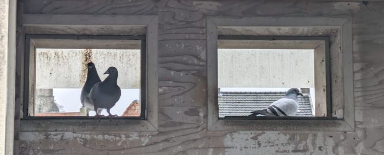 Duiven in de duiventil, ze kijken door een raampje naar buiten