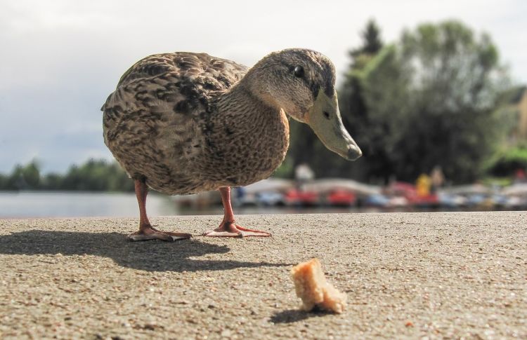 Een wilde eend loopt op een strand naar een stukje brood toe