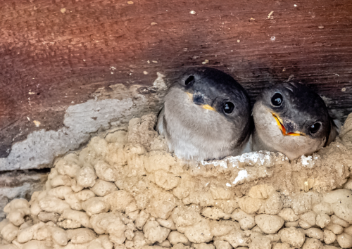 Jongen van huiszwaluw in het nest.