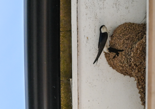 Huiszwaluw bij nest onder dakrand