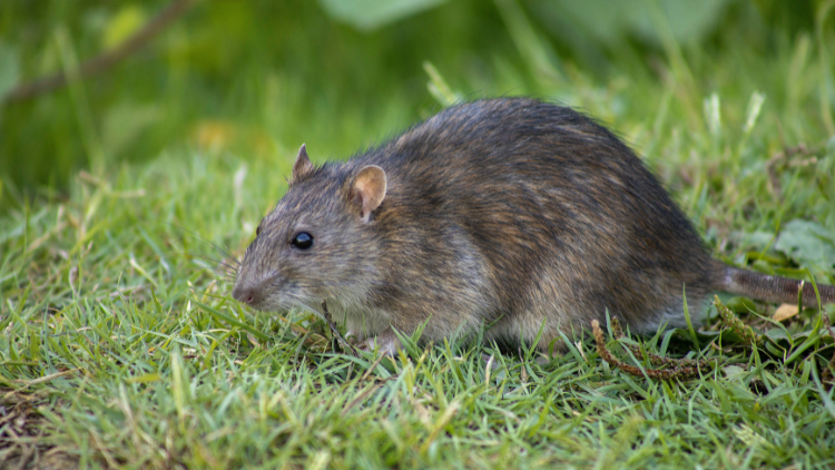 Een bruine rat in het gras